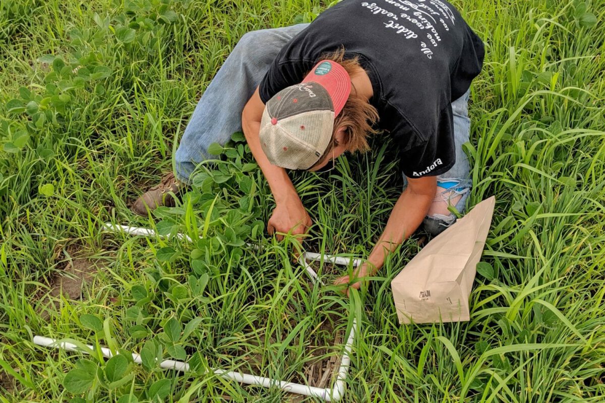 Spring Seeding Cereal Rye for Weed Control in Organic Soybeans