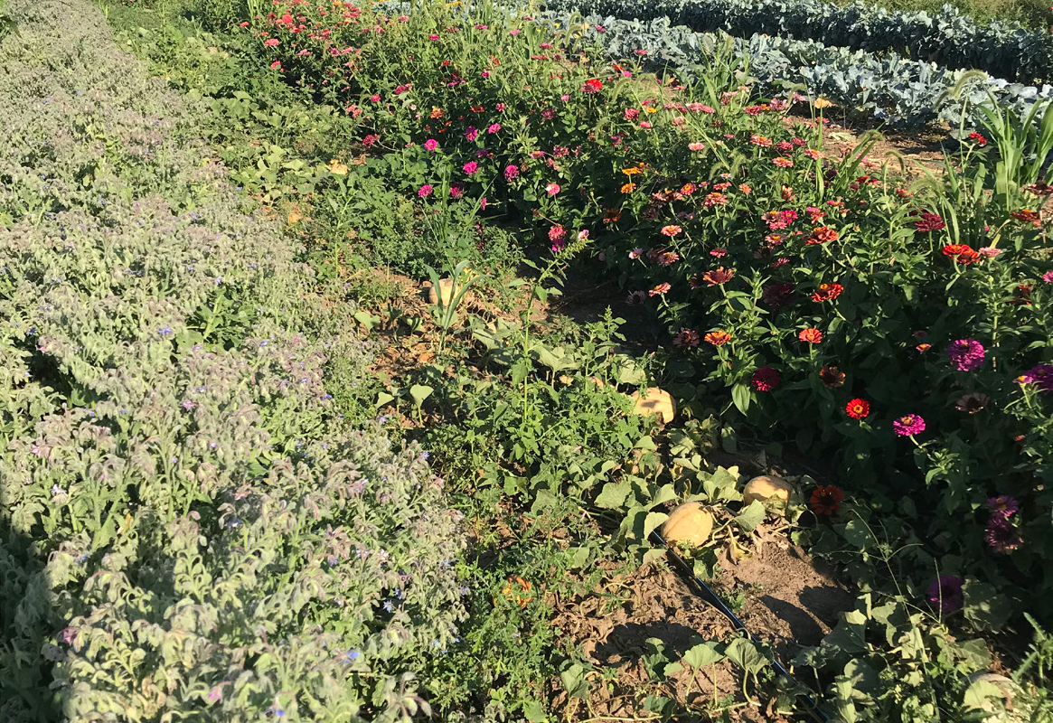 Annual Flowers as Pollinator Resource for Cucurbits