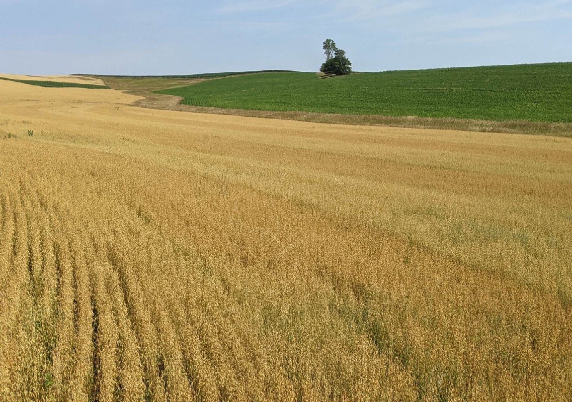 Oat Selector Tool Variety Trial 2021