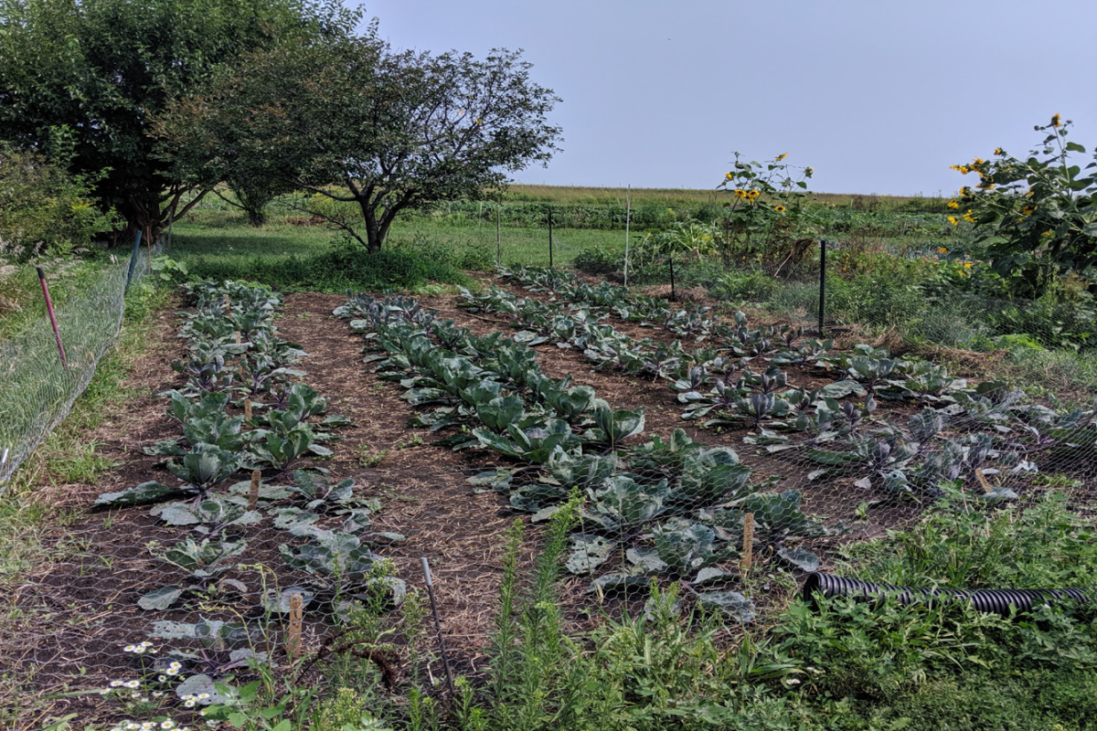 Fall Red Cabbage Variety Trial