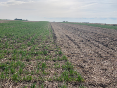 Effect of Planting Green on Corn Seedling Disease, Stalk Rot and Yield – Year 2
