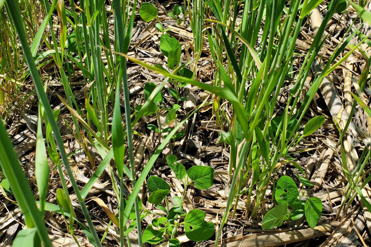 Terminating Cover Crops After Seeding Soybeans