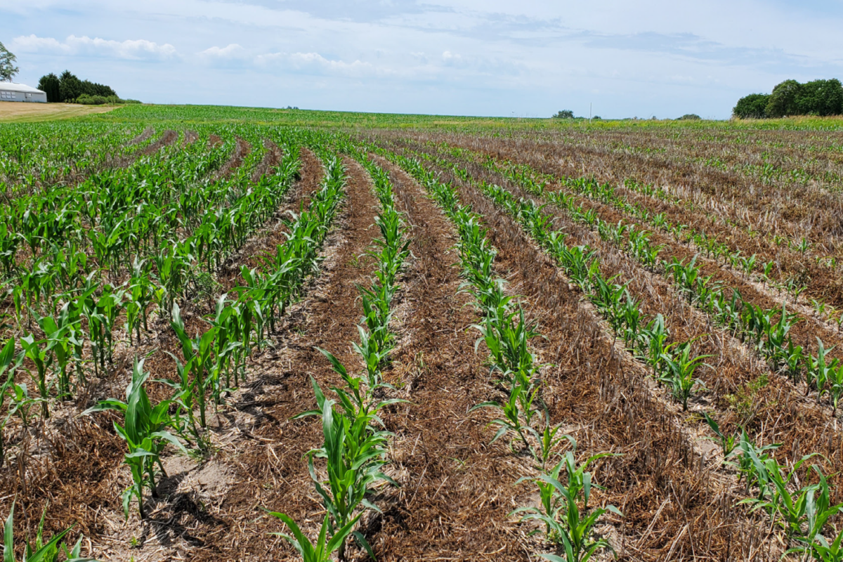 Allowing Established Clover to Grow with Corn