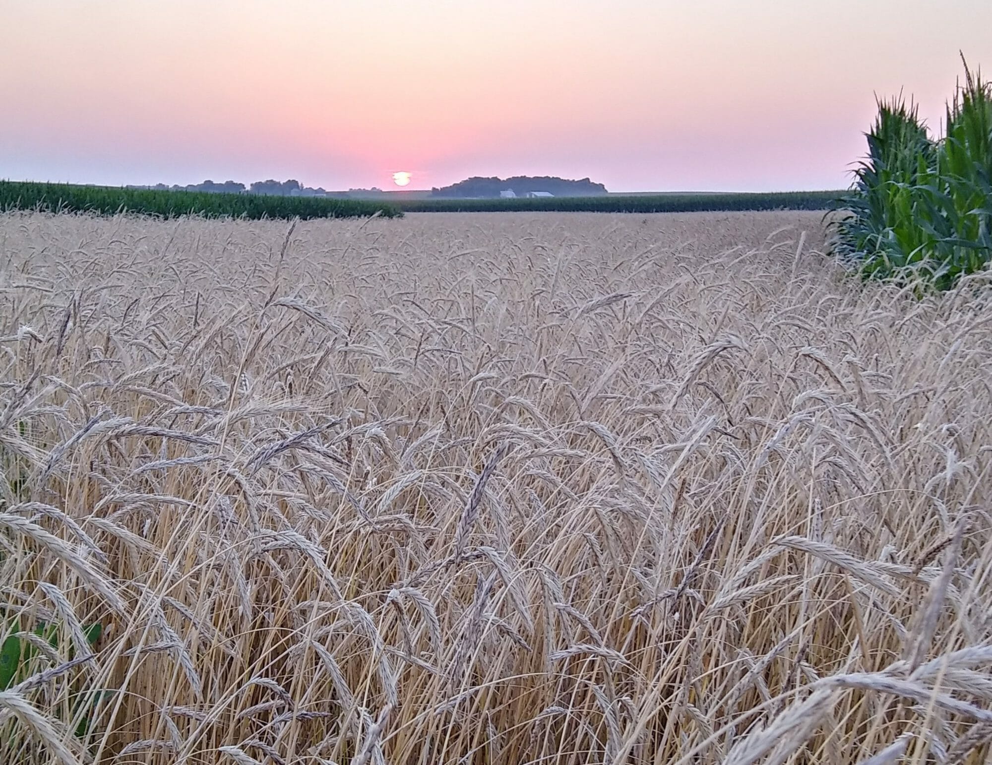 rye seed heads ready for harvest