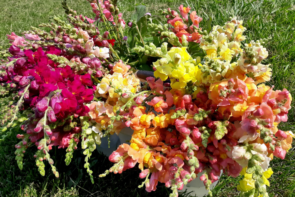 Snapdragon Variety Trial