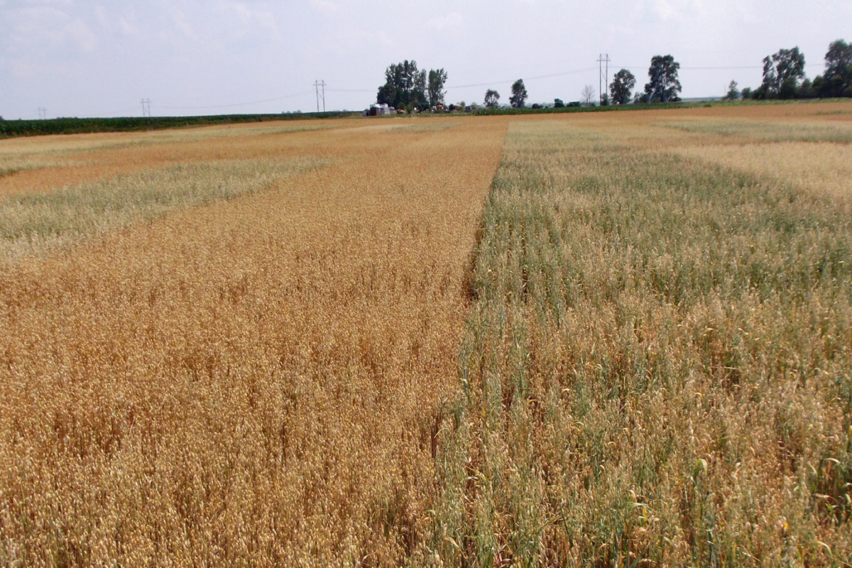 Oat Variety Trial 2021