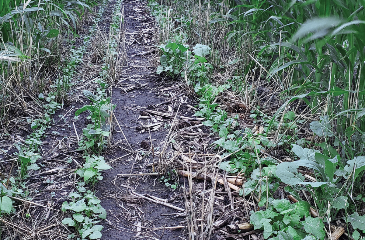 Planting Corn in 60-in. Row-Widths for Interseeding Cover Crops