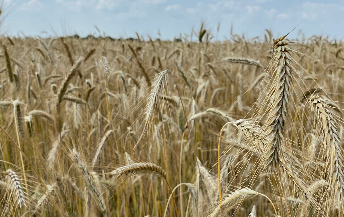 Cereal Rye Variety Trial 2021