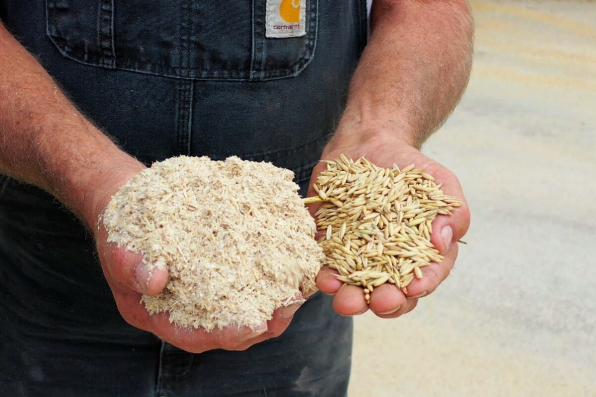 Inclusion of Oats in Finishing Beef Rations