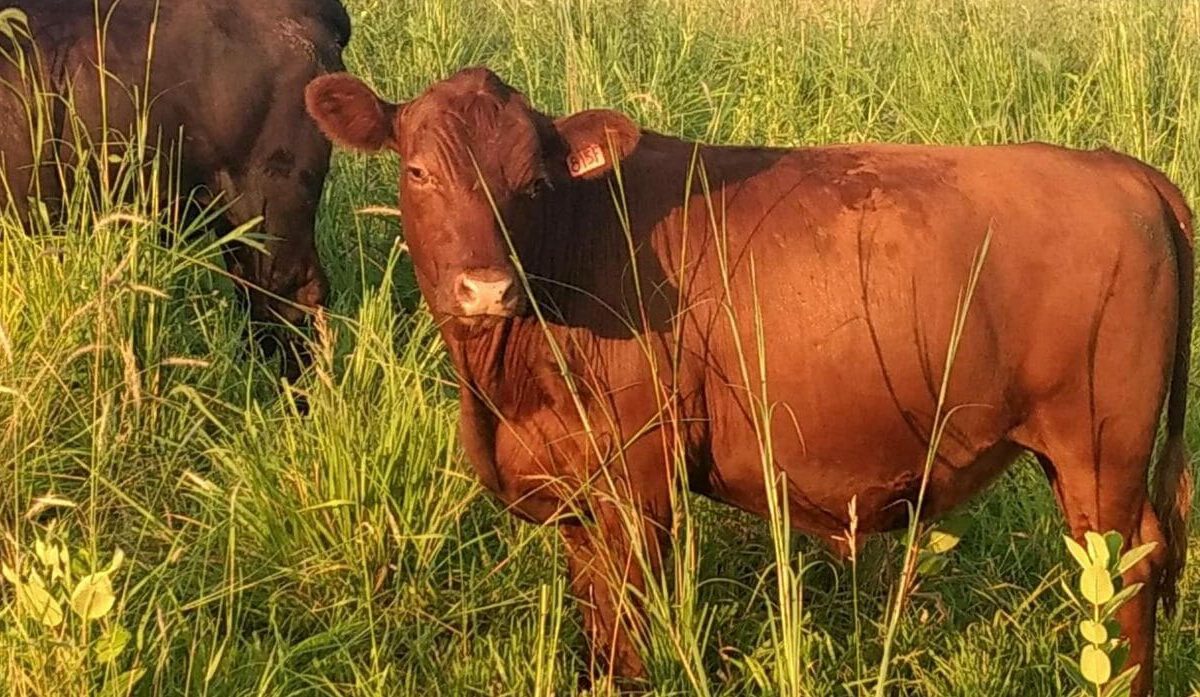 Soil Health in Grazed Conservation Reserve Program (CRP) Land