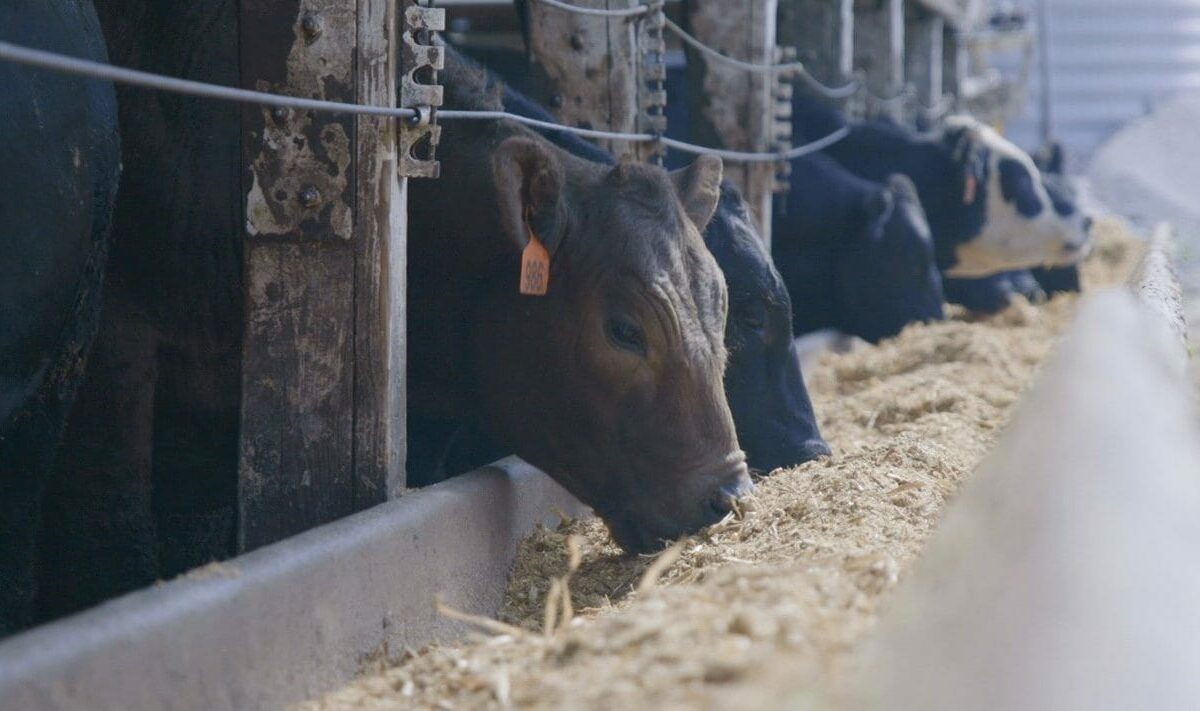 Feeding Oats to Cattle
