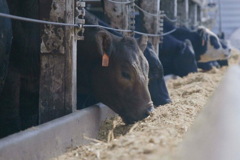 Feeding Oats to Cattle