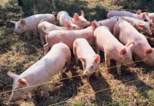 Pigs