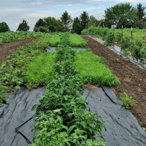 Plastic And Living Mulches
