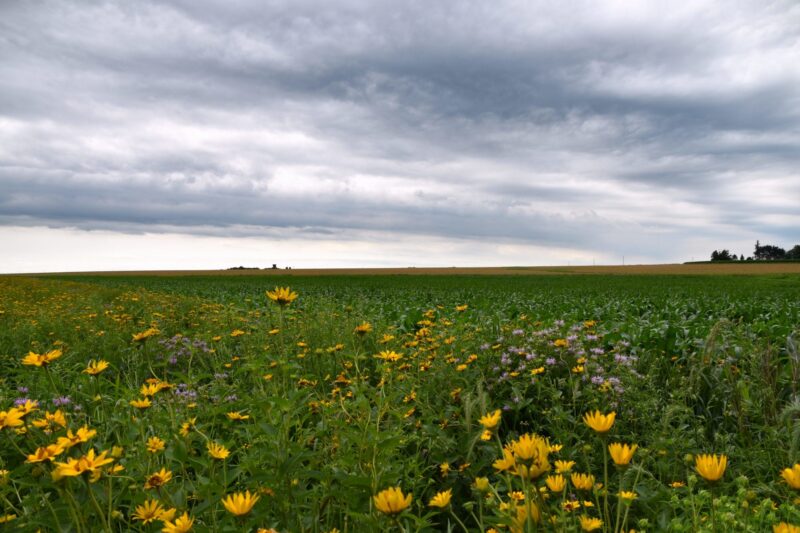 Habitat Incentives Program Helps Farmers Add Conservation Practices