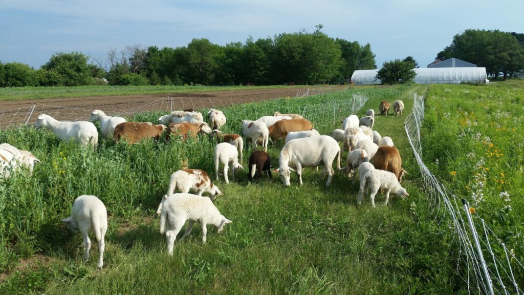 Sheep grazing
