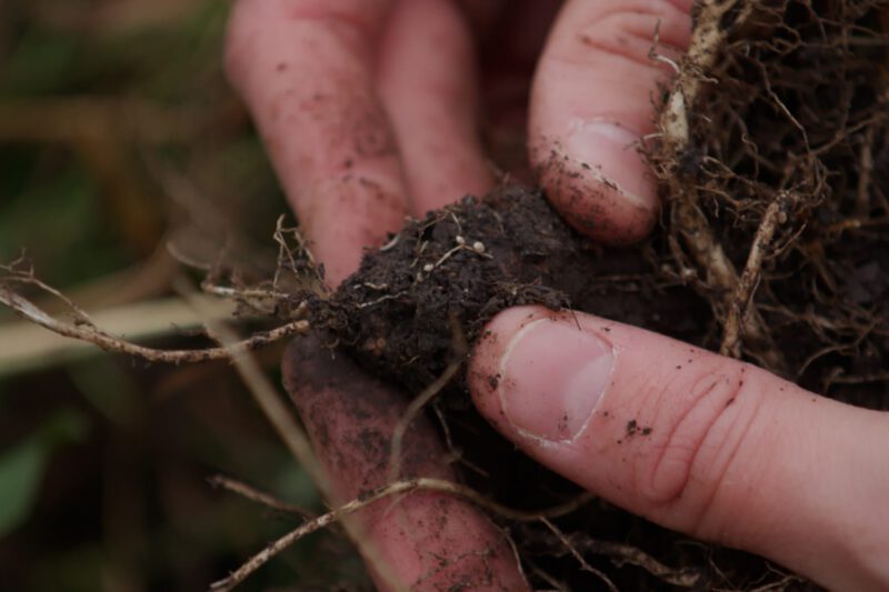 The Value of Red Clover Paired With Small Grain Production - Practical Cover Croppers