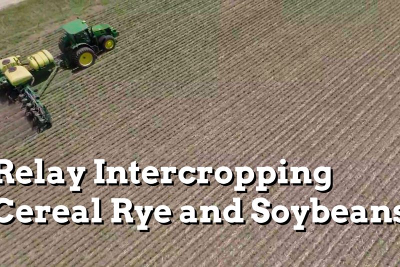 In Field View: Relay Intercropping Cereal Rye and Soybeans - Practical Cover Croppers