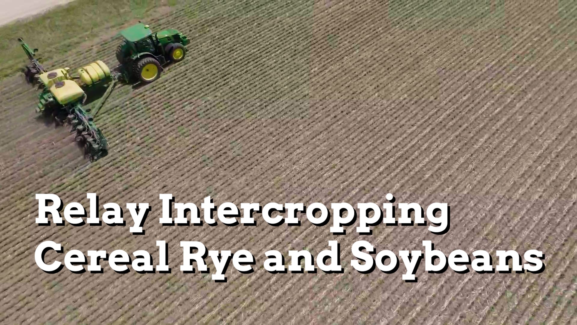 In Field View: Relay Intercropping Cereal Rye and Soybeans - Practical ...