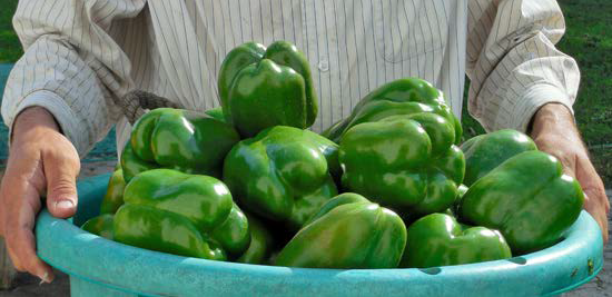 Are Small Direct-Market Farms  in Financial Trouble?