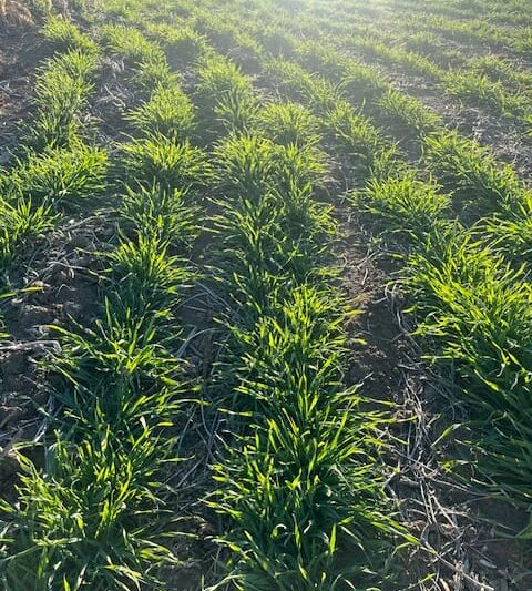 Terminating a Cereal Rye Cover Crop With Herbicide: PFI Farmers Share Factors To Consider