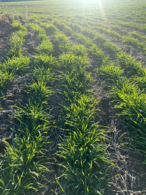 Terminating a Cereal Rye Cover Crop With Herbicide: PFI Farmers Share Factors To Consider