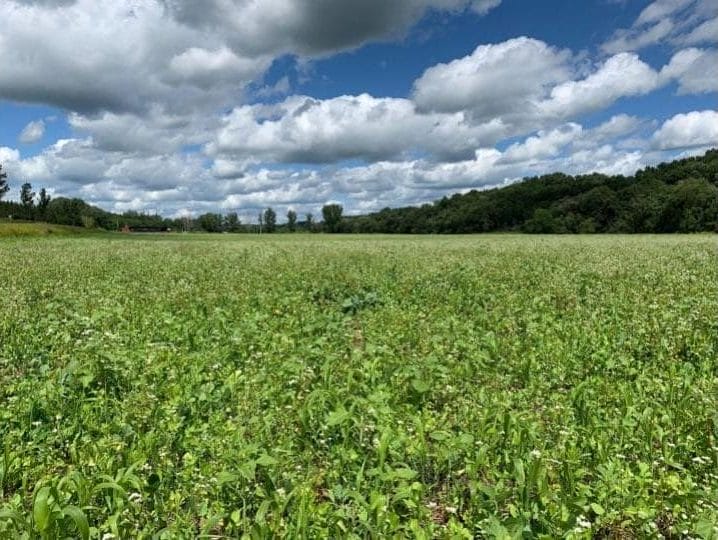 How to Build Soil Health With Small Grains, Livestock and Cover Crops