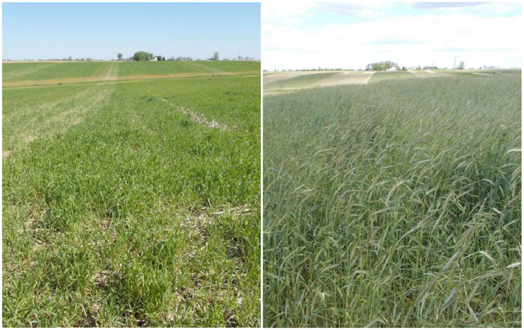 Roll Crimping CC & Soybean Seeding Date Photo 2 Side by Side