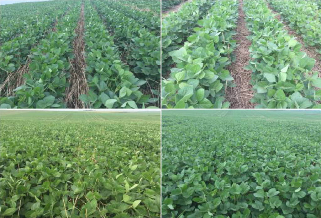 Rolling CC & SB Row Width Photo 1