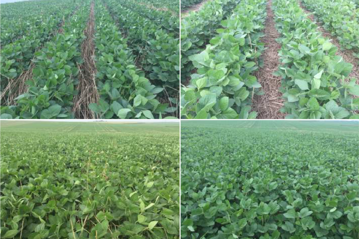 Rolling Cover Crops and Soybean Row-Width