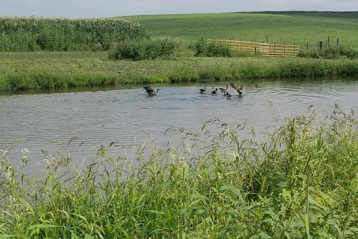 Diversifying Wildlife as a Method of Integrated Pest Management