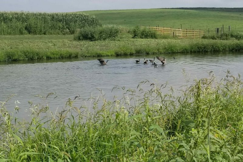 Diversifying Wildlife as a Method of Integrated Pest Management