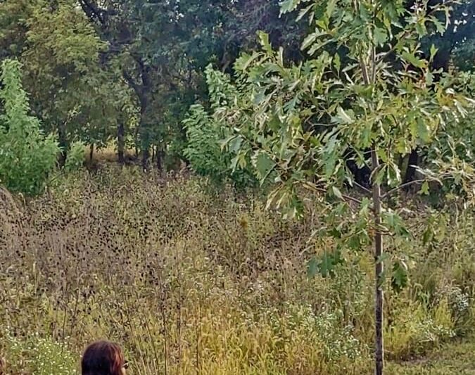 The Wonders of Windbreaks