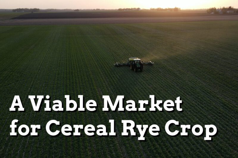 Cereal Rye Crop for Cover Crop Seed Opens the Door to a Diverse Rotation - Practical Cover Croppers