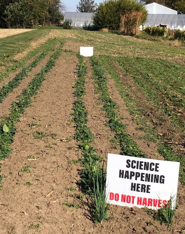 Planting Date and Method for Overwintering Spinach