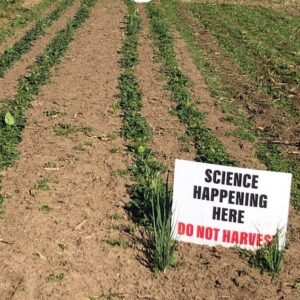 ScattergoodSpinachField ScienceHappeningHere