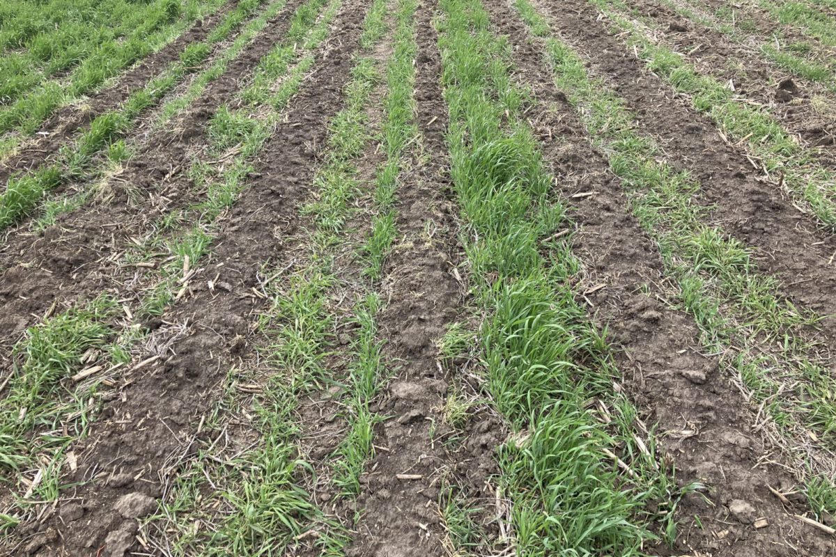 Strip-Till vs. No-Till Soybeans and Corn Following a Cover Crop