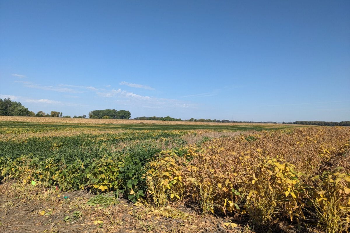 Soybean Maturities in Delayed Termination Rye