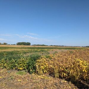 SkaarFieldDay soybeans square
