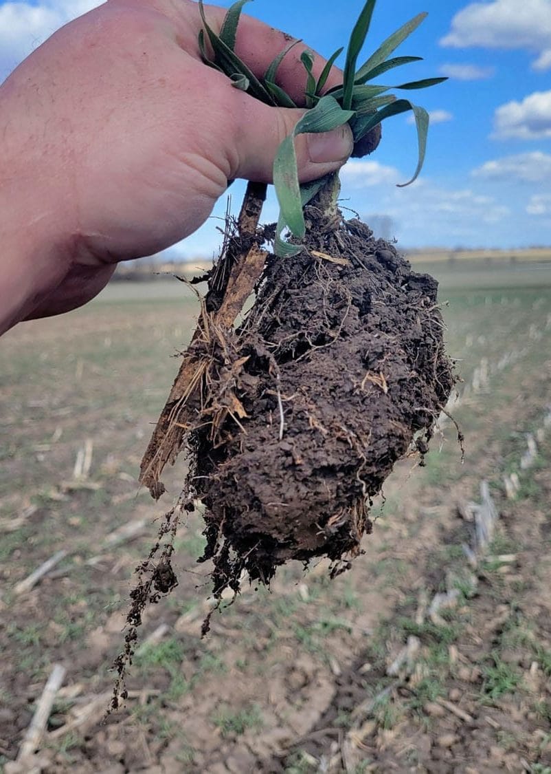 The Roots of Nitrogen
