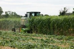 Sorghum-Sudangrass