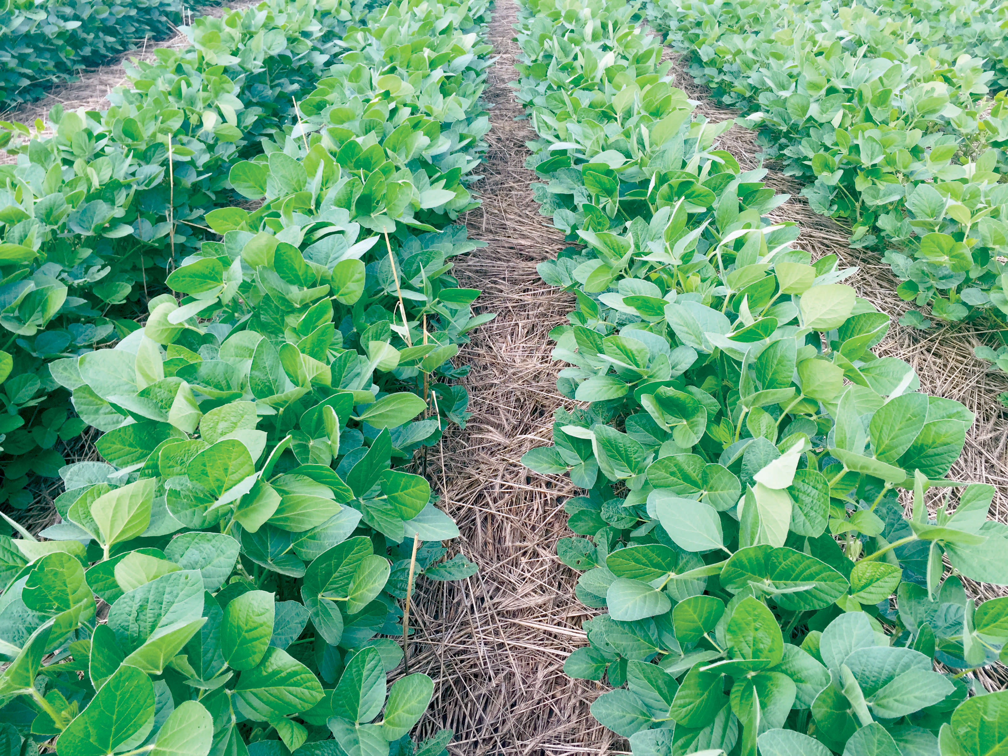 Soybeans with cover crop mulch from Jack Boyer farm showing weed control benefits