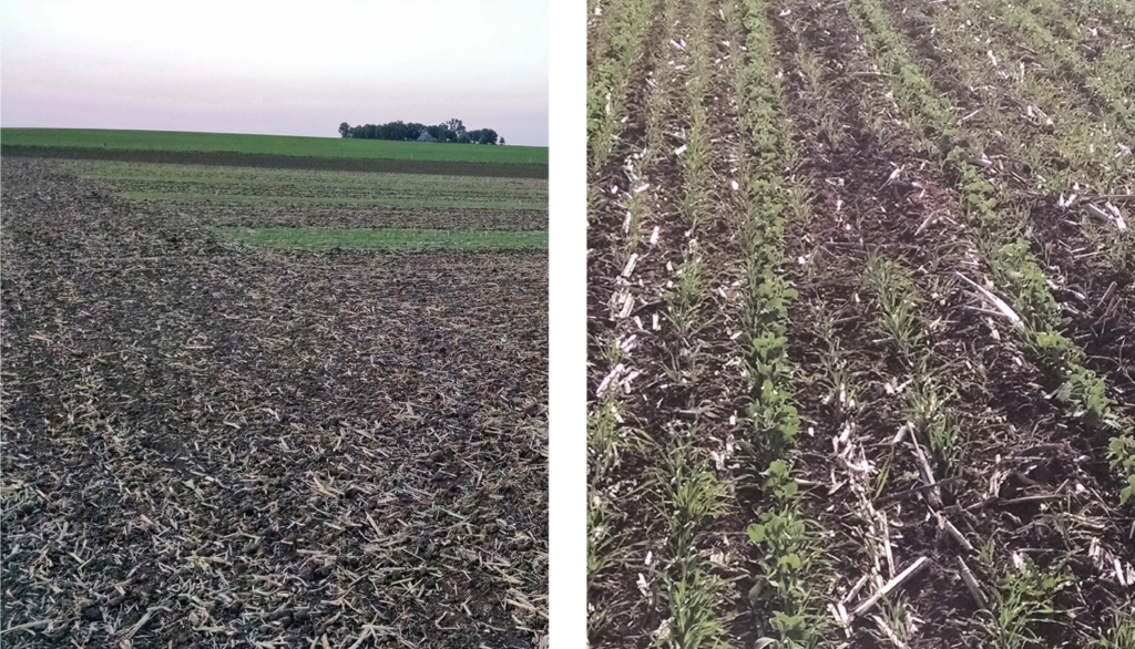 Spring rye organic weed control 2 panel