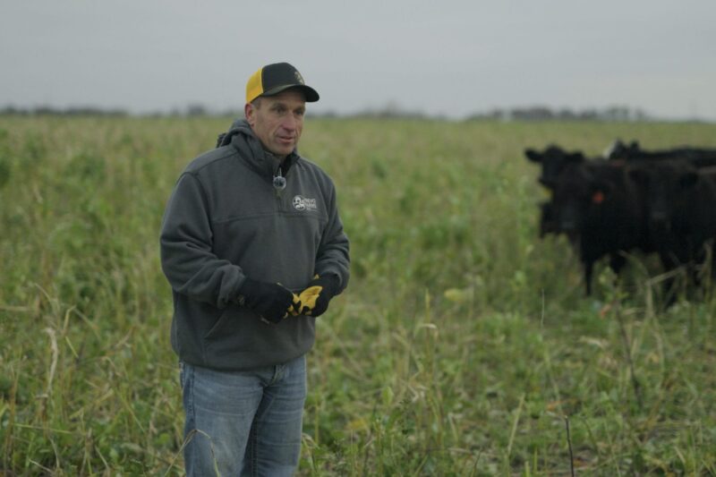Summer Cover Crops for Winter Grazing Cattle - Practical Cover Croppers