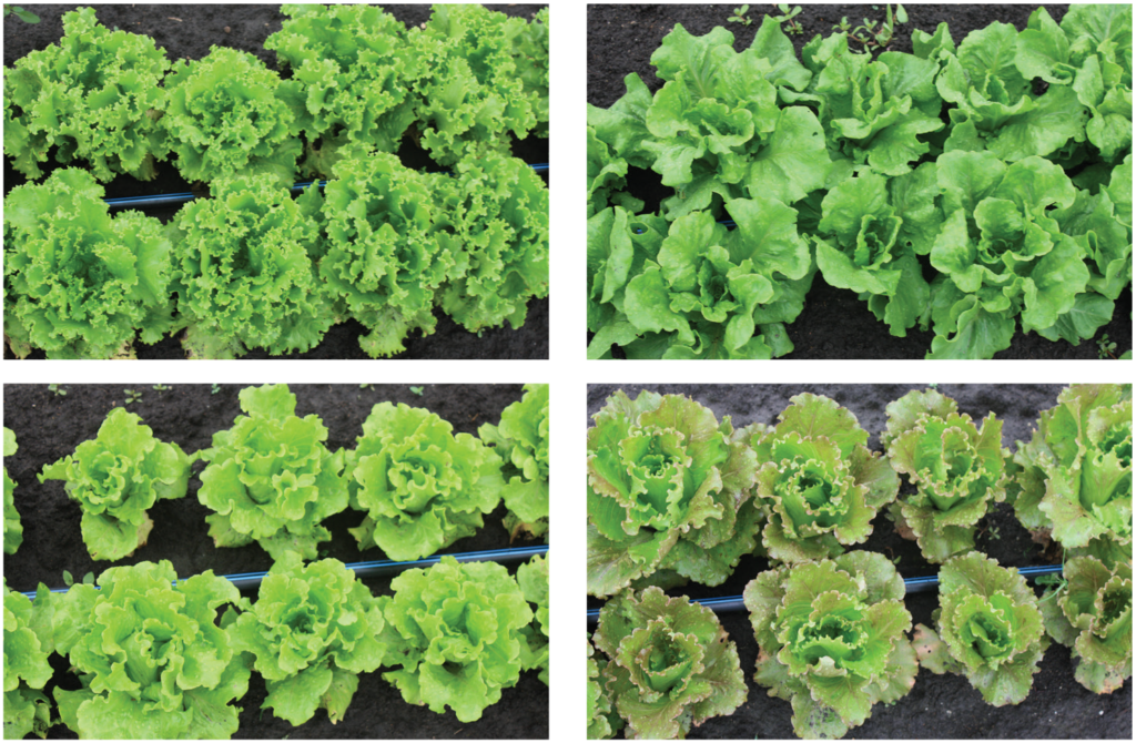Summer lettuce trial photo four varieties