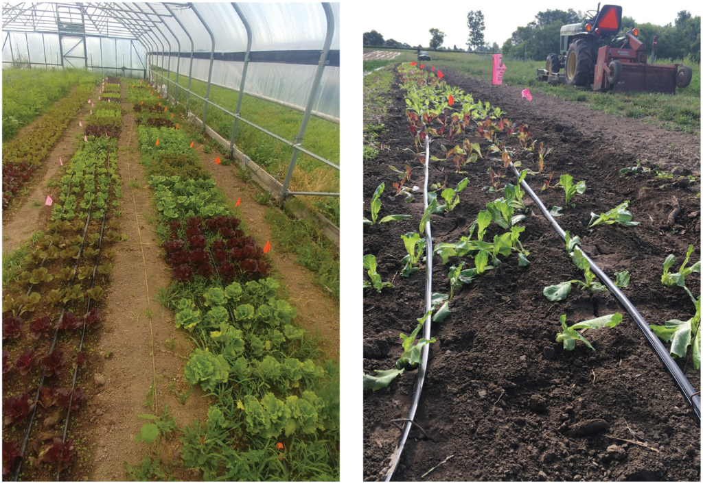 Summer lettuce variety trial photo two panel