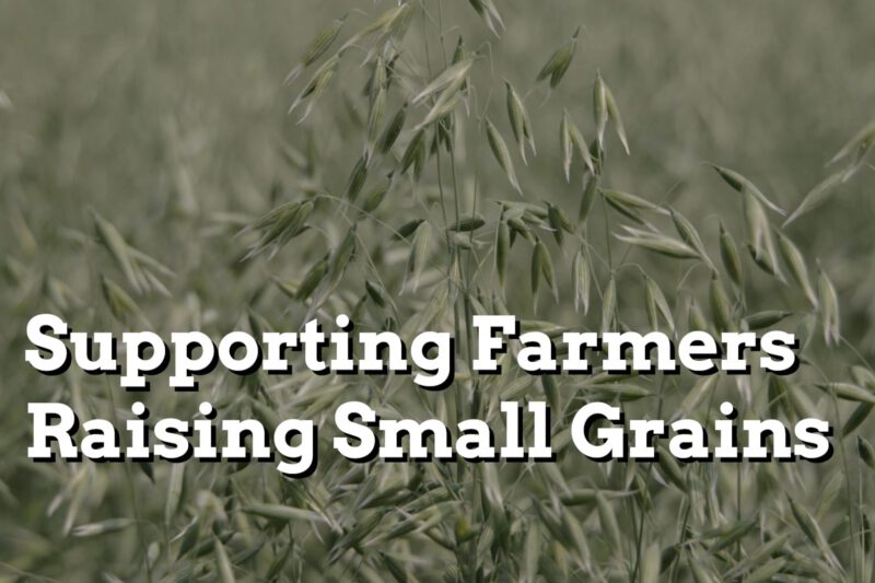 PFI Supports Farmers Raising Small Grains - Practical Cover Croppers