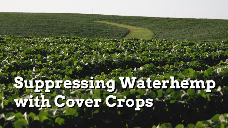 Suppressing Waterhemp in Soybeans with Cover Crops - Practical Cover Croppers