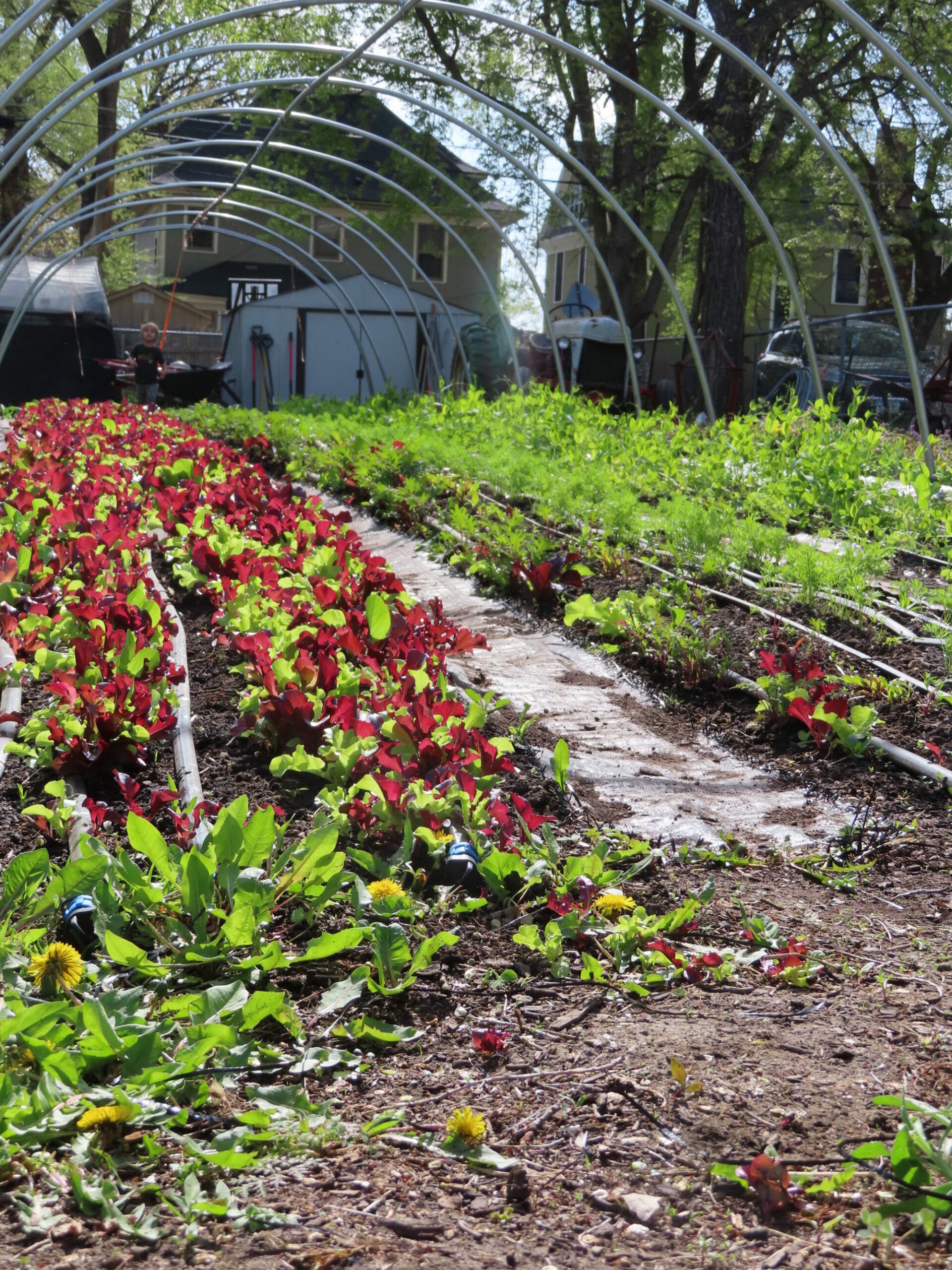 Sweet Tooth Farm Visit