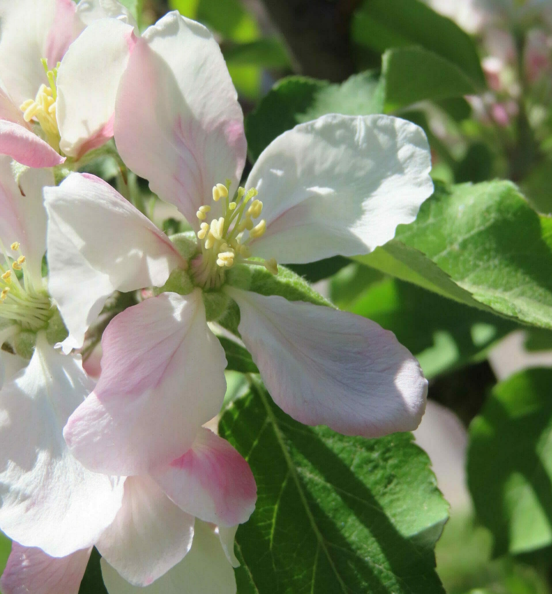 Restoring Beneficial Insects to Iowa Urban Farmscapes